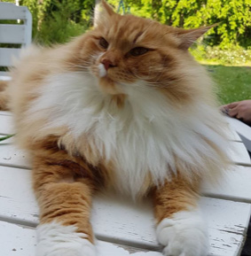 Sibirisk katt Zeus